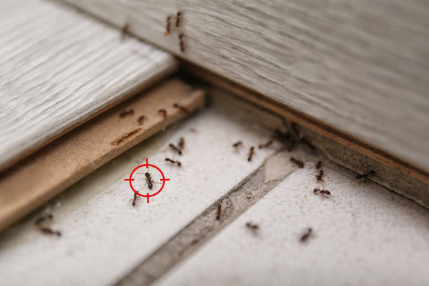 Best Local Pest Control Services  in Tipton, CA