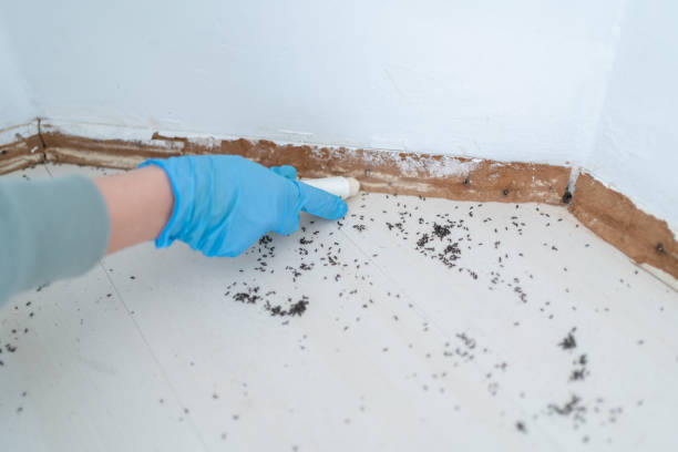 Trusted Tipton, CA Pest Control Experts